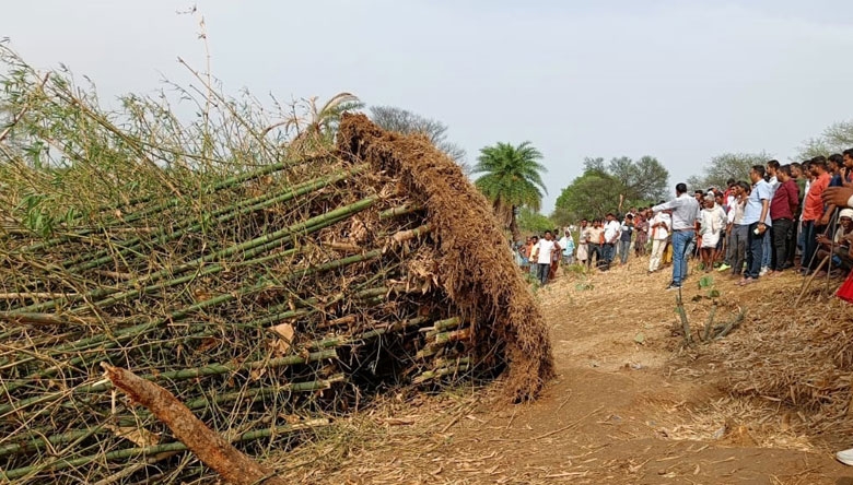 जान बचाने के लिए जिस बांस पेड़ के नीचे छुपे तीन बच्चे, फिर कैसे आया दर्दनाक मौत , पढ़िए खबर में