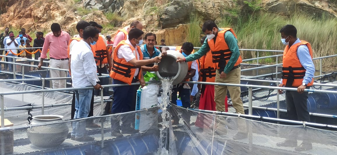 'केज कल्चर' अपना कर पशुपालन के क्षेत्र में आगे बढ़ेगा दुमका, जानिए क्या है केज कल्चर 