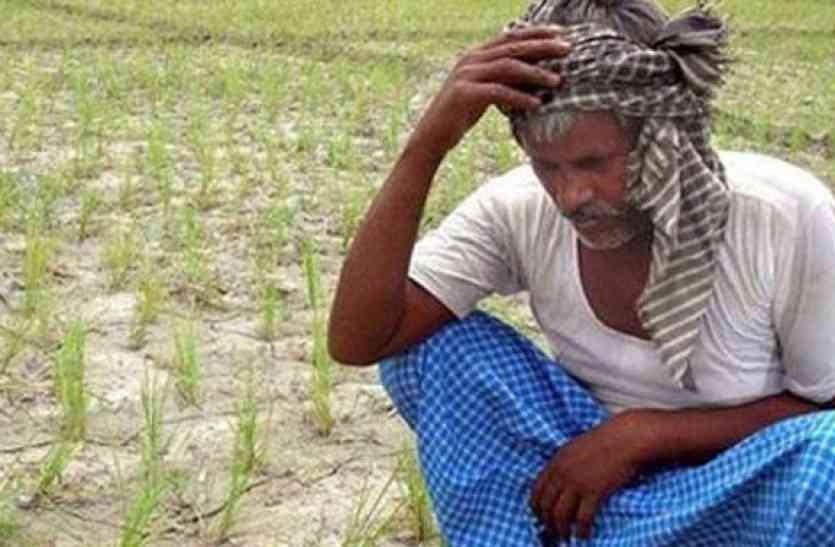 एसी कमरों से बहार निकल कर किसानों का हाल देखिये हुजूर , जानिए झारखण्ड में कहां कितनी वर्षा हुई 