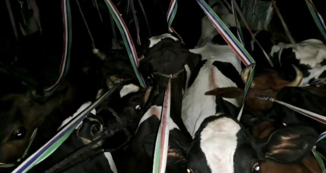 डाक पार्सल लिखे कंटेनर में ठूंस-ठूंस कर रखी गई थी गाय, गौ रक्षा दल ने पकड़ा, फिर क्या हुआ आप भी जानिए 