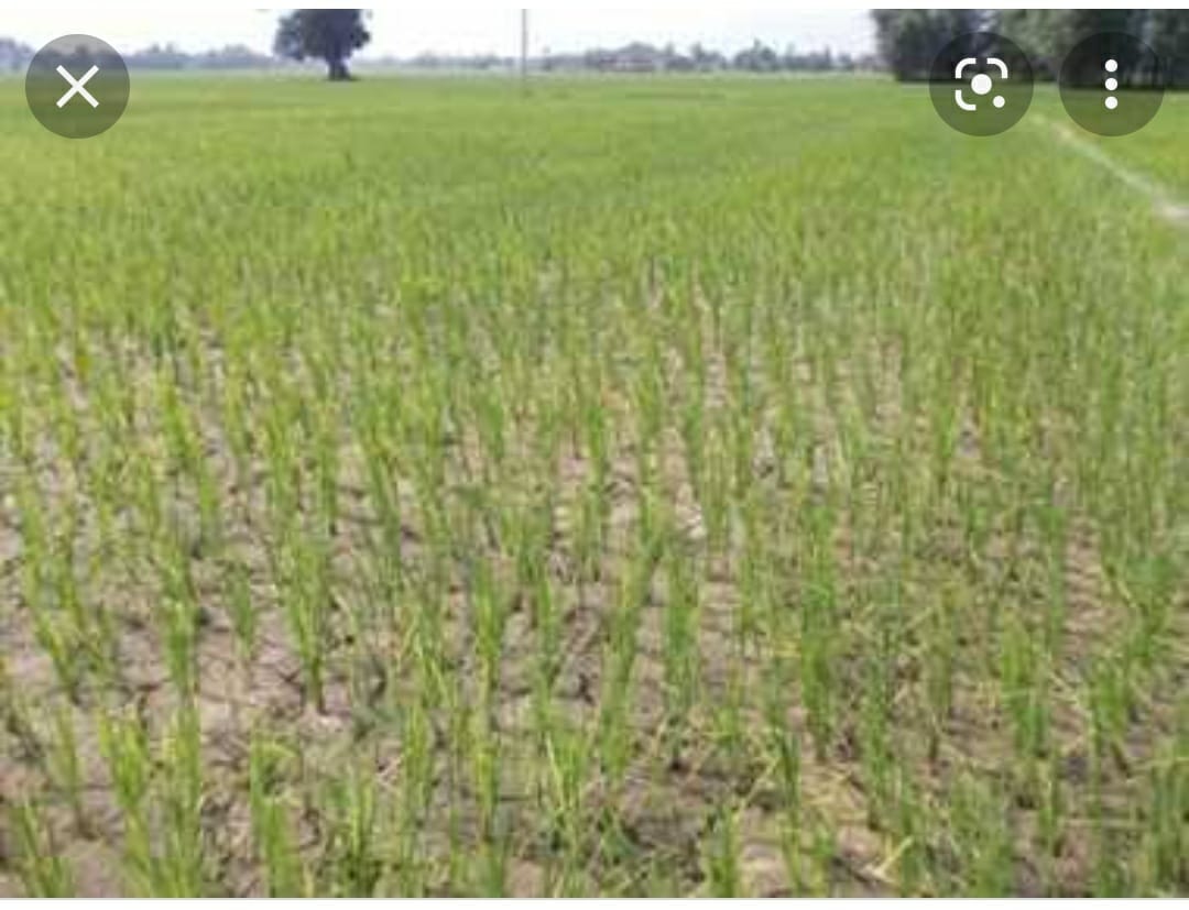 धनबाद के किसानों की भगवान से तो उम्मीद टूट ही गई,अब सरकार से भी हो रहे नाउम्मीद