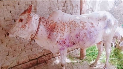 राज्य में लंपी वायरस के लक्षण मिलें, एक बछड़े की मौत से गो पालकों में दहशत 