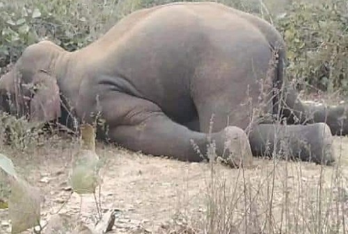 मांडू के जंगल में हाथी की मौत, जानिये झारखंड में अबतक कितनी कई गजराजों की जान