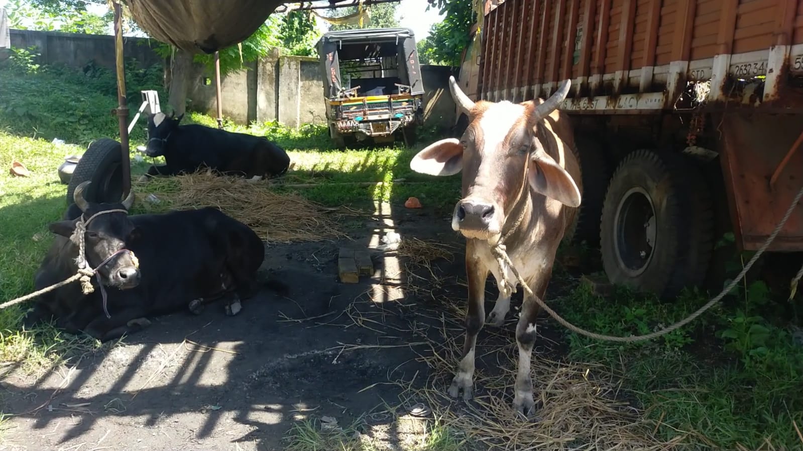 DHANBAD : क्रूरता की हदें पार कर नेशनल हाईवे पर हो रही पशु की तस्करी, जानिए क्या है ताज़ा मामला