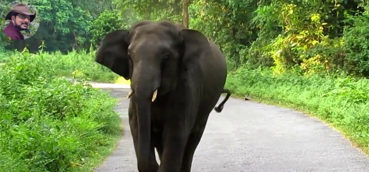 सरायकेला :जंगली हाथी ने पटक पटक कर बच्चे की ली जान, ग्रामीणों में दहशत