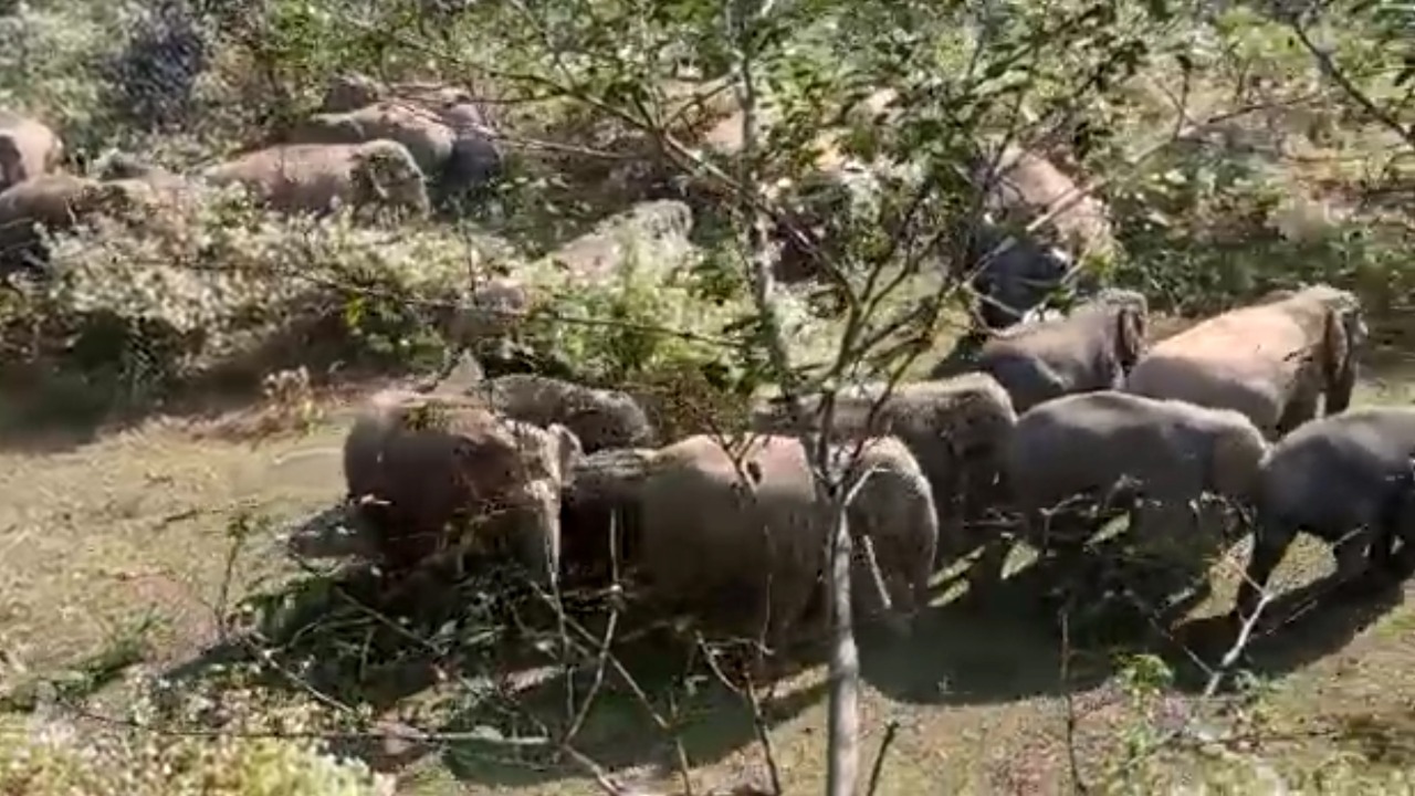 धनबाद के टुंडी में क्यों गुस्से में हैं गजराज? हाथियों के उत्पात से रतजग्गा को मजबूर ग्रामीण