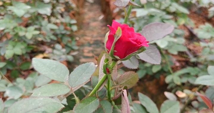 लोहरदगा का गुलाब हो रहा कलकत्ता, छत्तीसगढ़ और उड़ीसा में एक्सपोर्ट, आर्थिक लाथ के साथ-साथ युवाओं को मिल रहा रोजगार