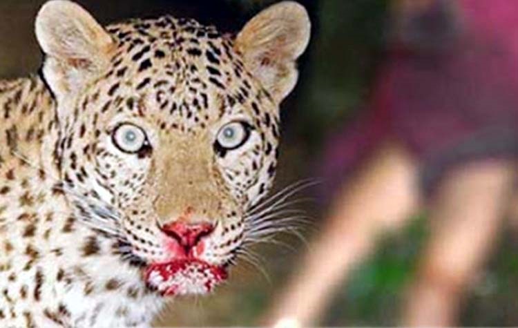 गढ़वा-पलामू में आदमखोर तेंदुए ने मचाया उत्पाद, नहीं पकड़े जाने पर मार दी जाएगी गोली !