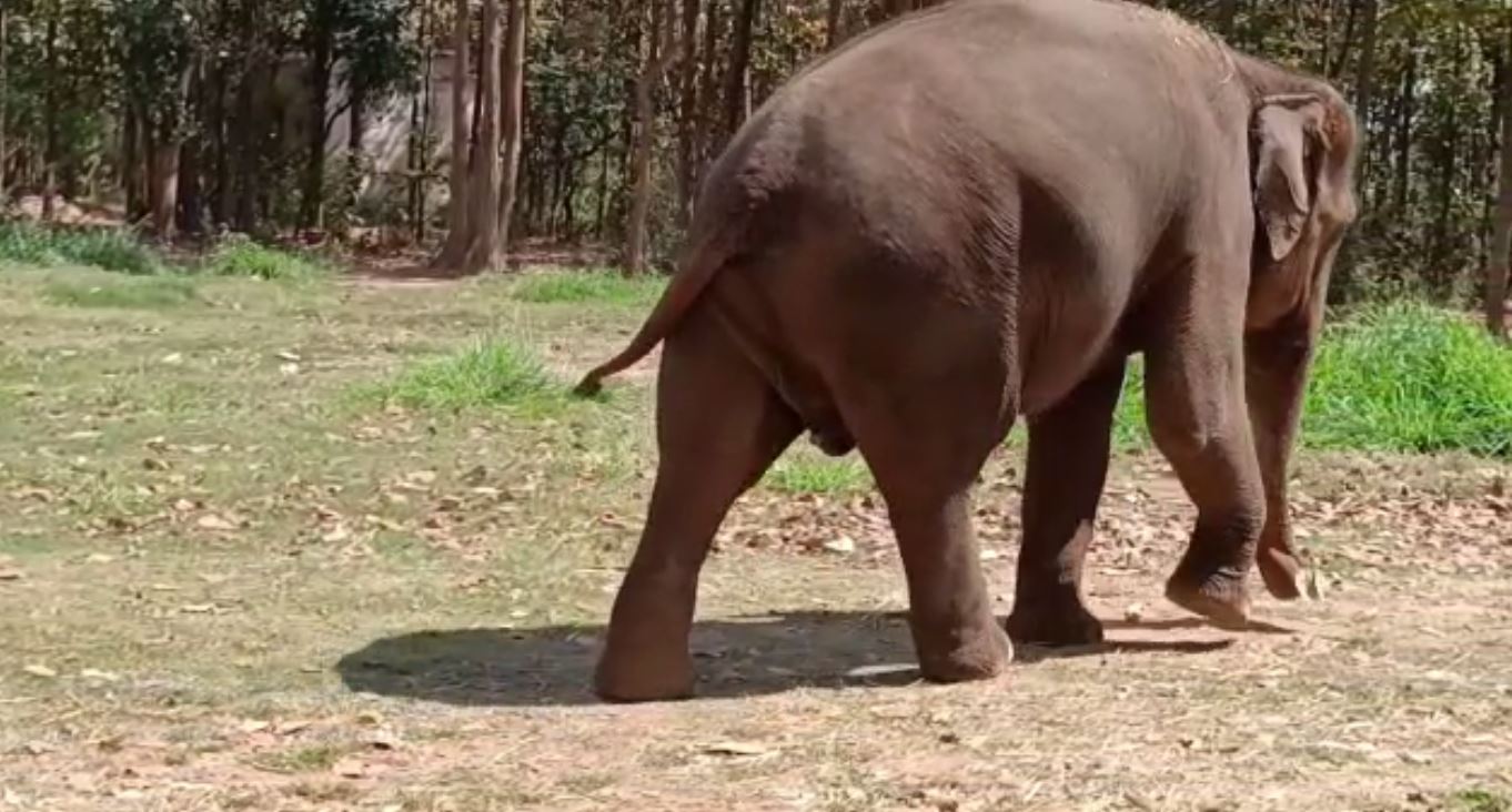 जामताड़ा के बाद लोहरदगा में हाथियों का उत्पात जारी, तीन महिला समेत चार लोगों की मौत