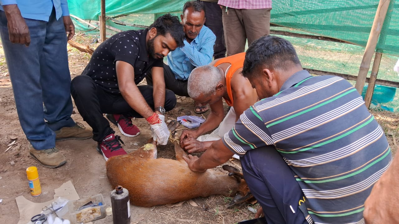 हिरण के मासूम बच्चे को तस्करों ने मारी गोली, दर्द से छटपटाता देख ग्रामीणों ने बचाई जान