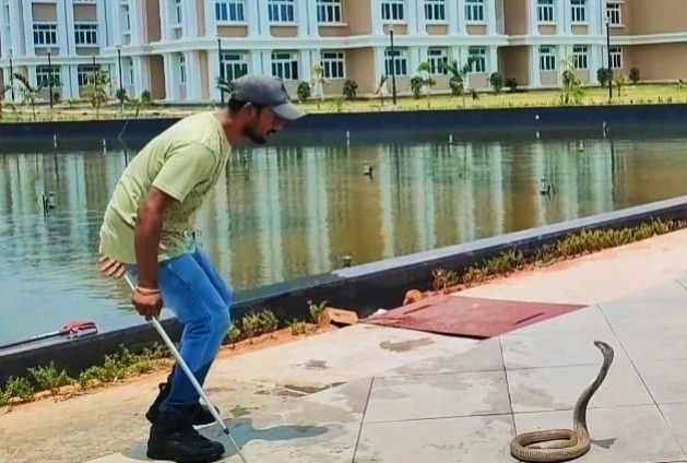 नवनिर्मित झारखंड हाई कोर्ट के परिसर में निकला भयानक कोबरा, लोगों में मची अफरा-तफरी