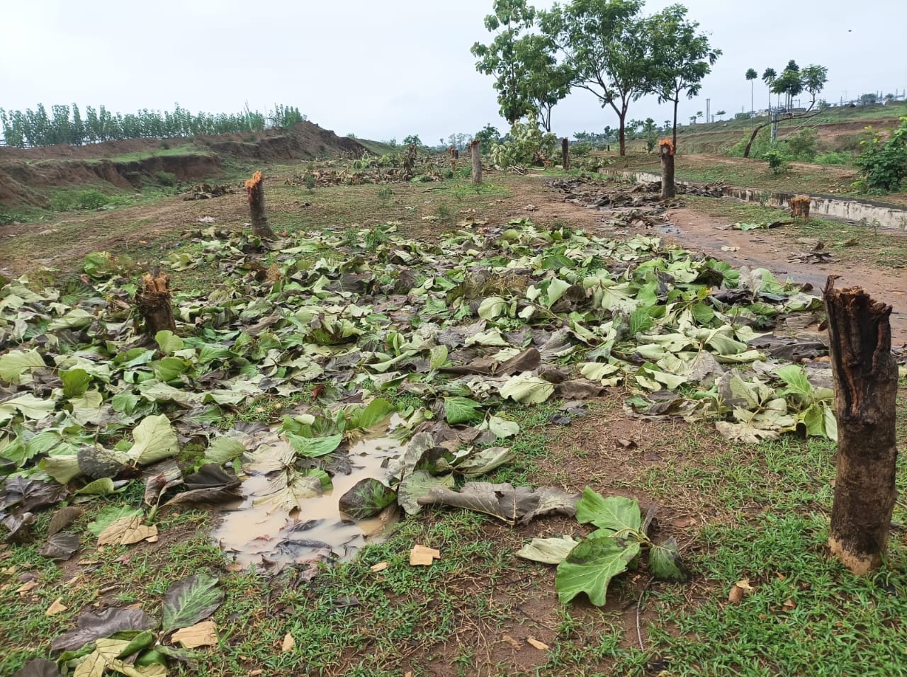 वन विभाग के अनुमति के बिना रेलवे ने काटे सैकड़ों पेड़, सूचना के बाद डीएफओ ने उठाया ये कदम