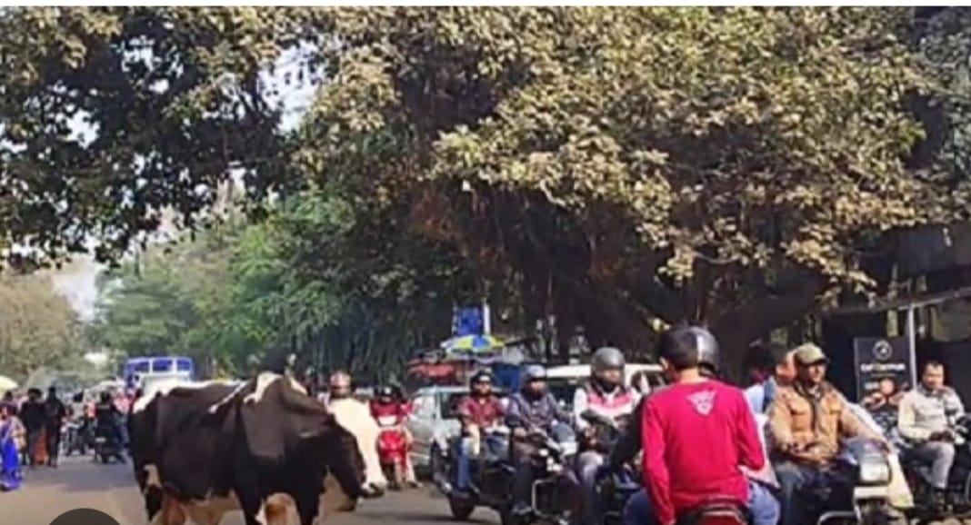 यह है धन से आबाद धनबाद: कांजी हाउस में ताला और सड़क पर STRAY ANIMALS बन गए हैं "साइलेंट किलर"