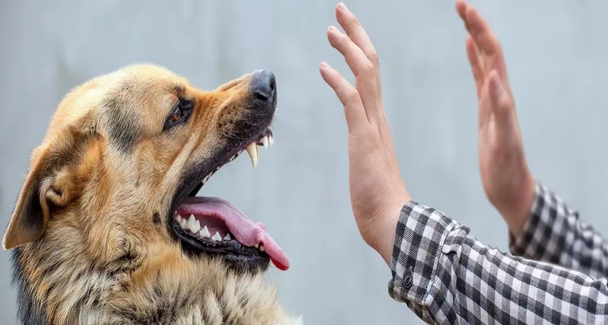 कुत्ते ने काटा तो हर एक दांत के निशान पर मिलेगा 10 हजार रुपये का मुआवजा, हाई कोर्ट ने सुनाया फैसला, जानिए