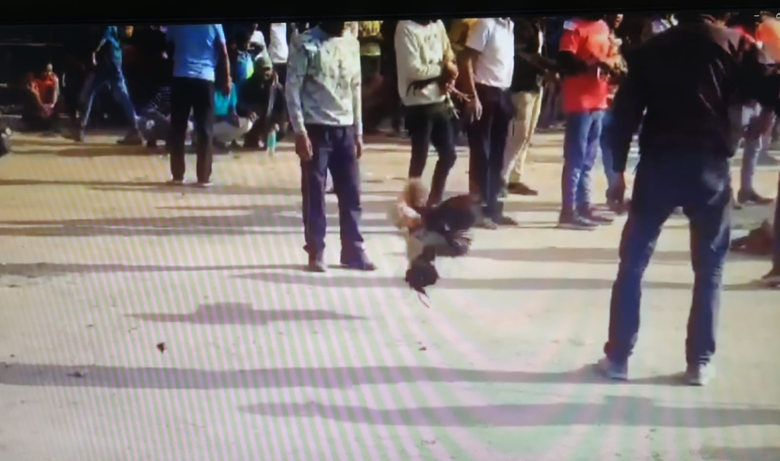 DHANBAD: बरोरा में जुटी थी भीड़ और देखिये कैसे लड़ रहे थे लड़ाकू मुर्गे