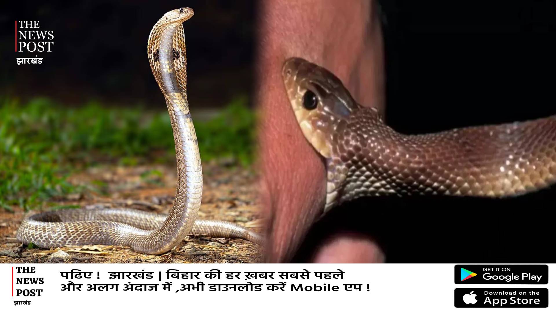 बढ़ रहे सर्पदंश के मामले रांची में 80 लोग हुए शिकार!जानिए सांप काटने पर तुरंत क्या करें,क्या कहते है डॉक्टर  