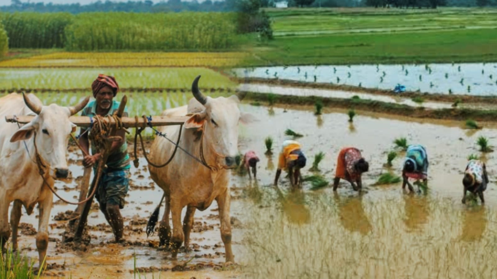 झारखंड में फिर बरसेगा आसमानी कहर! इस दिन तक होगी भारी बारिश, किसान जरूर जानें ये टिप्स, तो फ़सलों को नहीं होगा कोई नुकसान