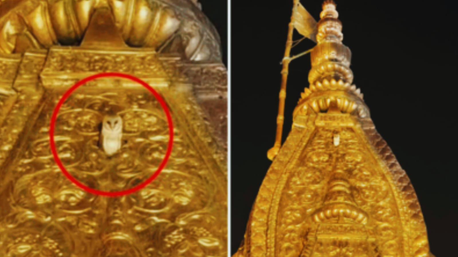बाबा विश्वनाथ मंदिर के शिखर पर 3 दिनों से बैठा श्वेत उल्लू दे रहा खास संकेत, जानिए क्या हैं इसके मायने