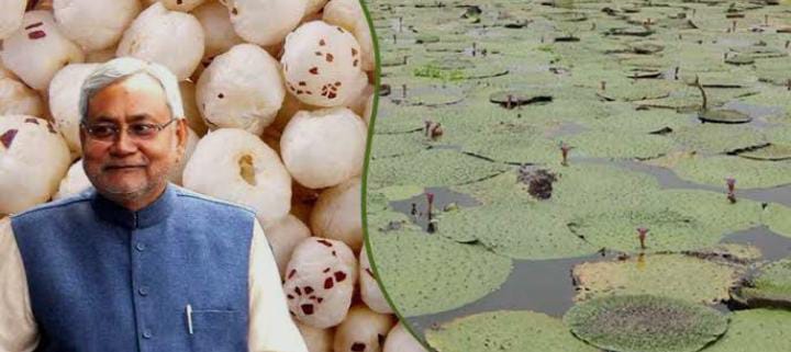 मखाना उत्पादन से किसानों की आय बढ़ाने के लिए निरंतर प्रयास कर रही है सरकार,पढे कैसे स्वर्ण वैदेही और सबौर मखाना-1 से बढ़ेगा उत्पादन 