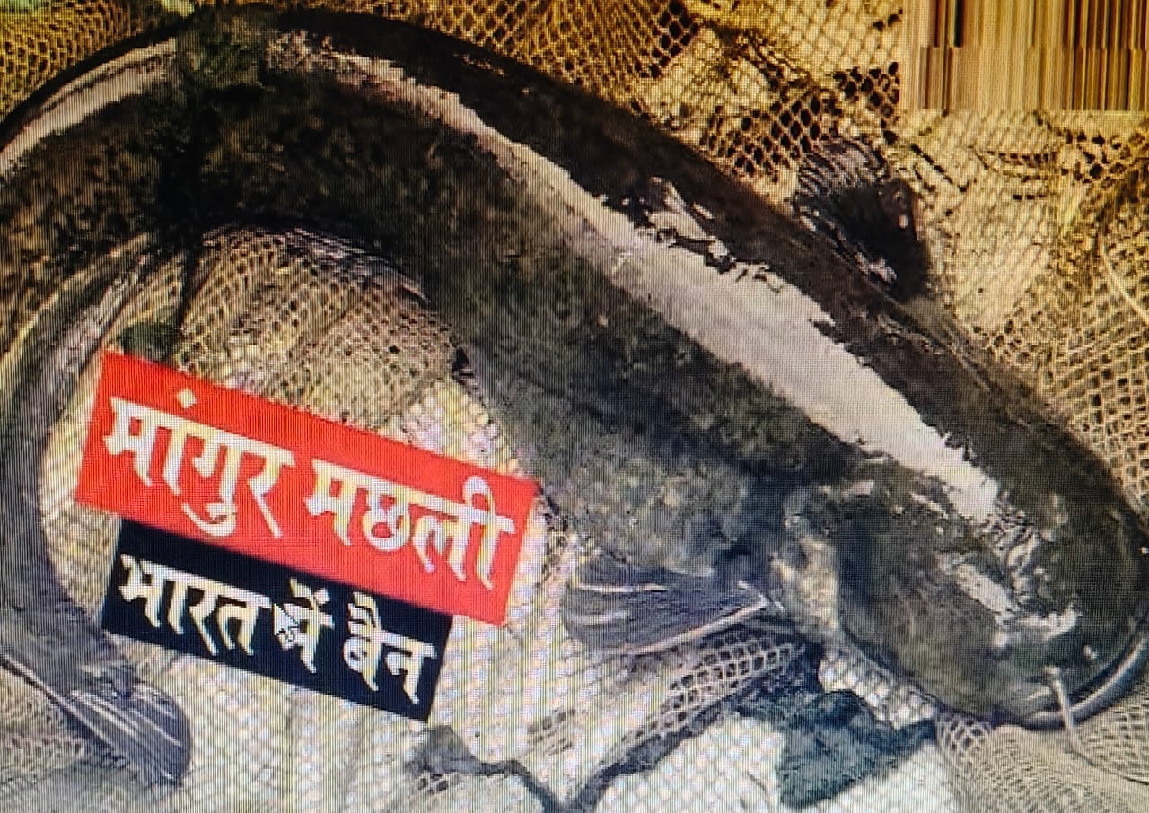 थाईलैंड की मांगुर मछली के तस्करो के अंगूठे पर पूरा सिस्टम ,झारखंड भी कैसे हो रहा प्रभावित ,क्या हो रहा असर ,पढ़िए !!