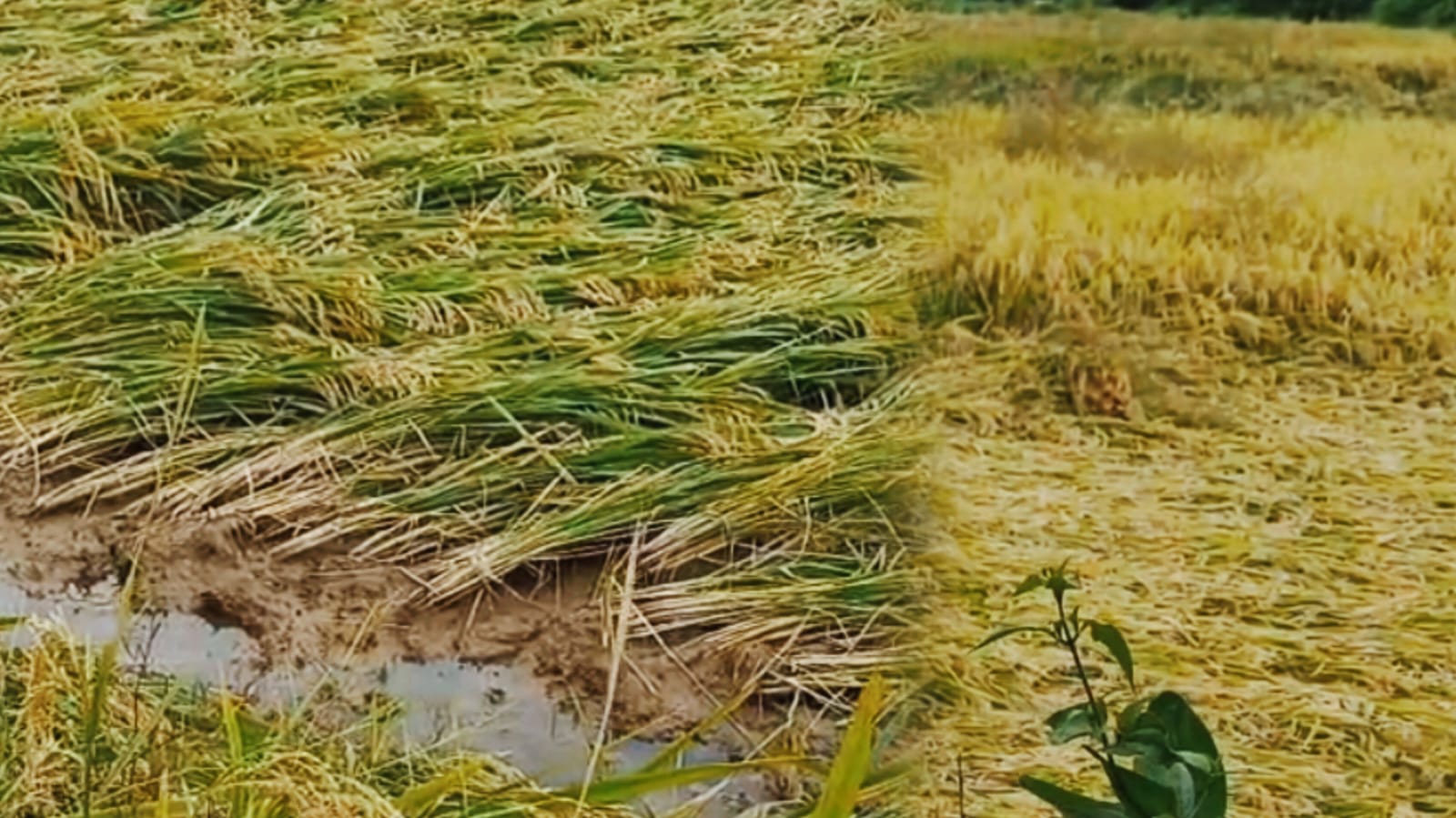 मोंथा तूफान का कहर, हजारों एकड़ में लगी फसल हुई चौपट, किसानों की बढ़ी चिंता