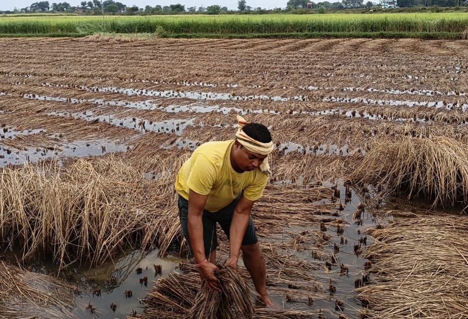 गोड्डा में मोंथा चक्रवात ने मचायी तबाही, हजारों एकड़ में लगी धान की फसल पानी में डूबी