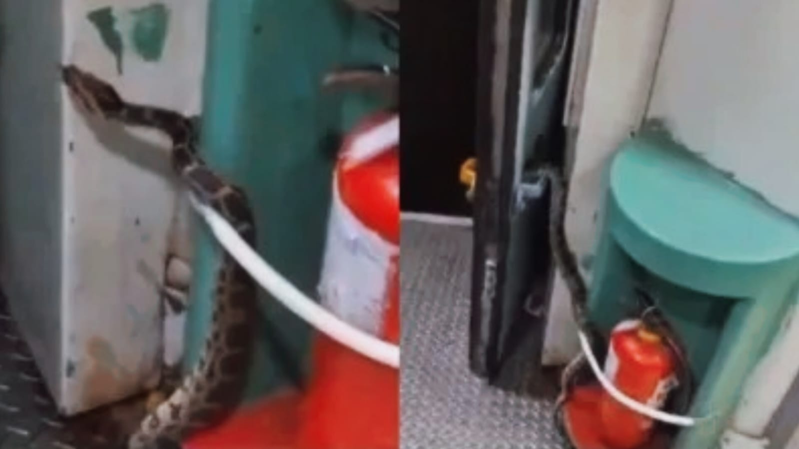 ट्रेन के टॉयलेट में निकला 10 फीट लंबा अजगर, नजारा देख उड़ गए यात्रियों के होश, देखें वीडियो