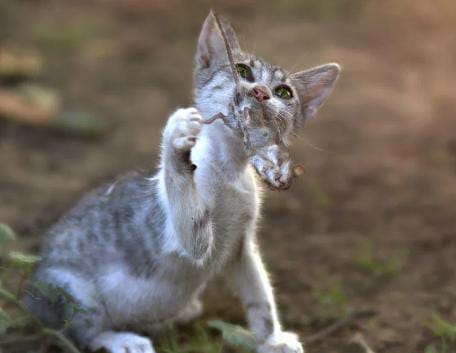 AI समझा क्या असली है असली.... बिल्ली ने घात लगाकर किया चूहे का ऐसा शिकार कि दंग रह गए लोग,देखें-VIDEO
