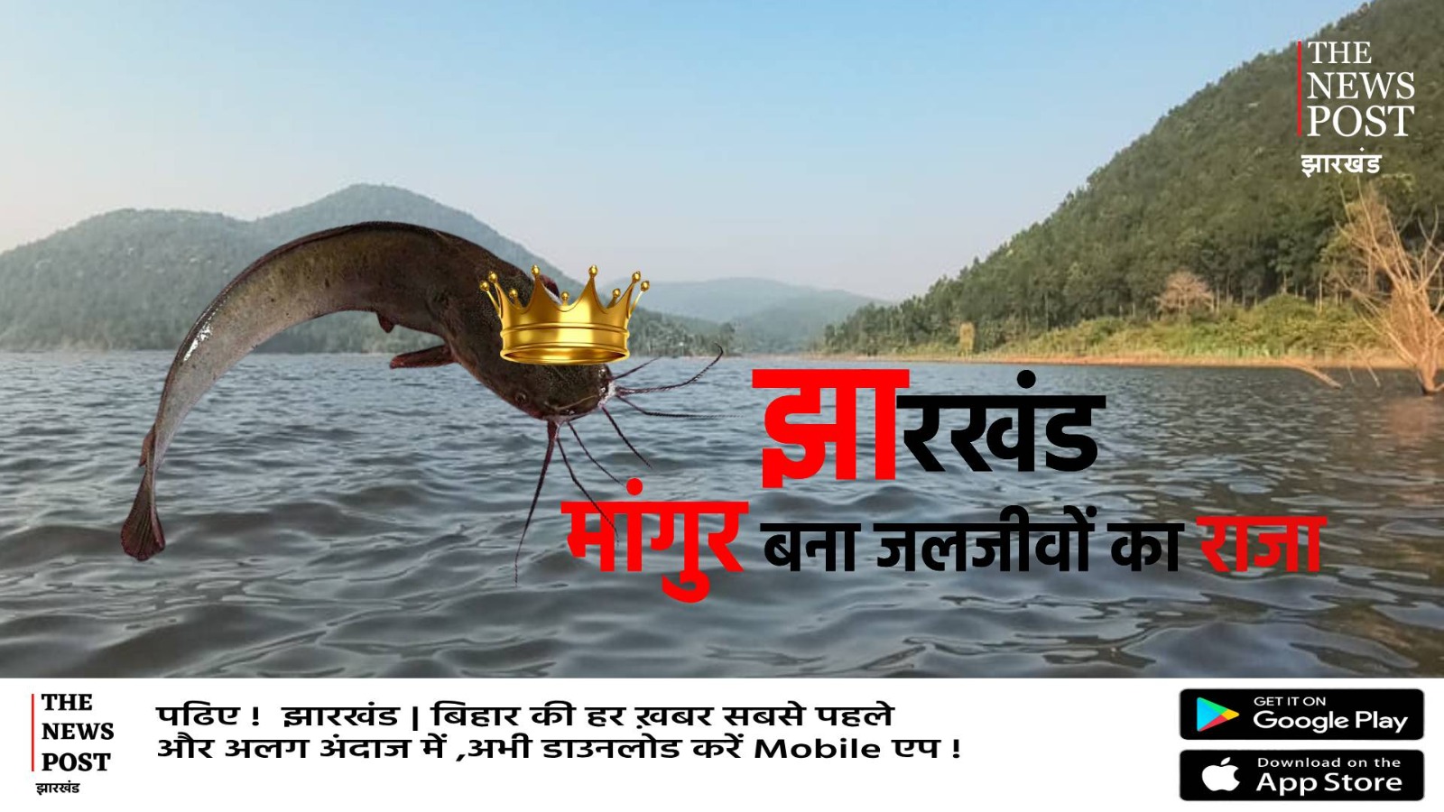 अब मांगुर बना जलजीवों का राजा, झारखंड में मिला राज्य मछली का दर्जा, मत्स्यपालन क्षेत्र में मिलेगी नई पहचान