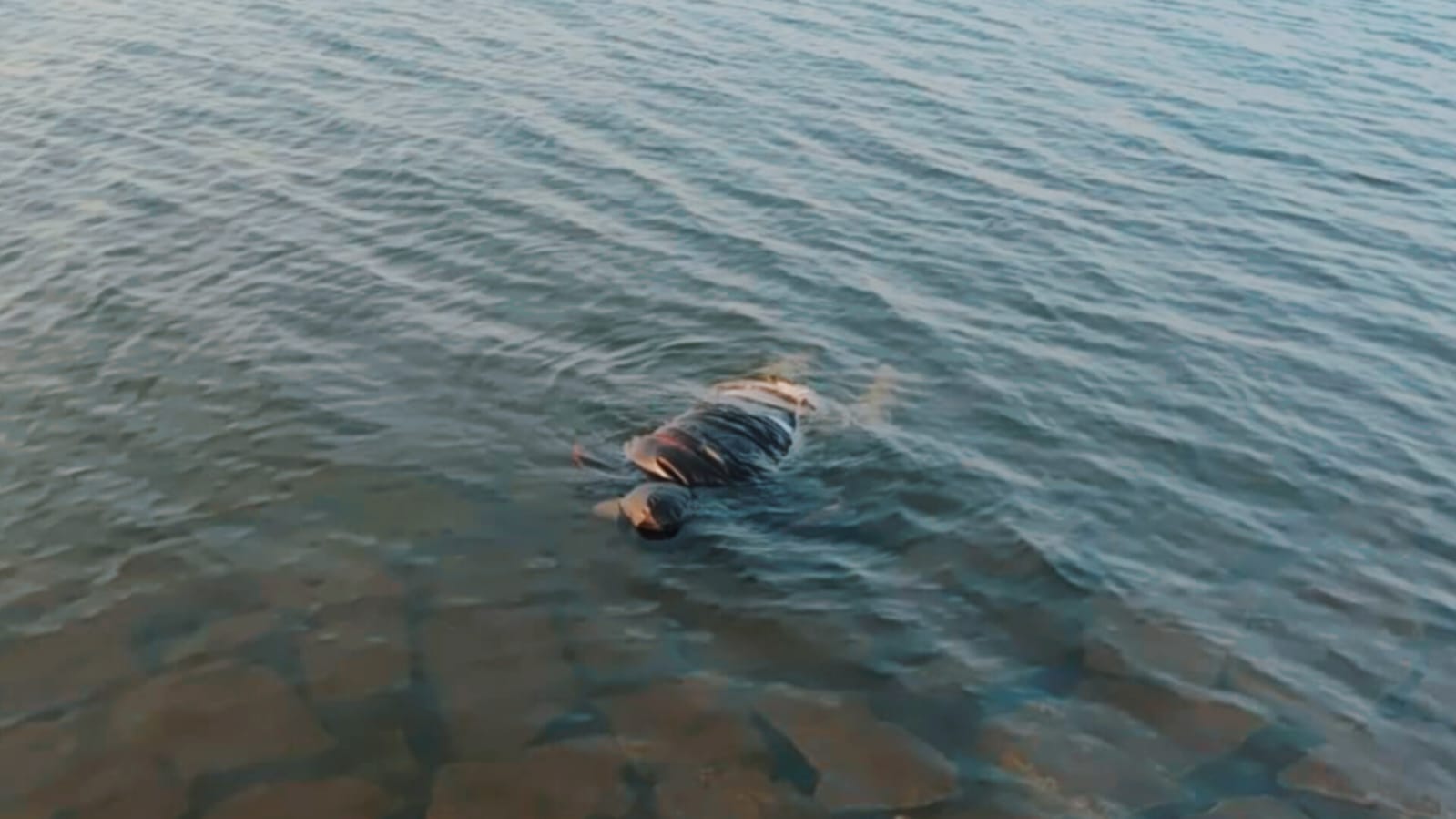 धुर्वा डैम हादसा: जज के सरकारी ड्राइवर का शव डैम से मिला, अबतक चार शव बरामद