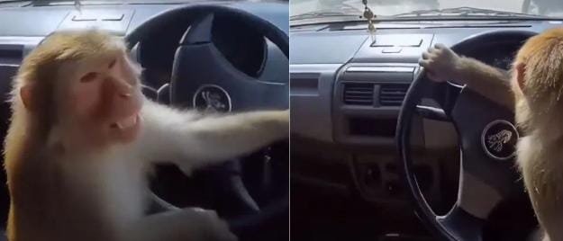 कार लेकर सड़क पर निकला बंदर फिर जो हुआ खुद ही देख लिजिये-VIDEO