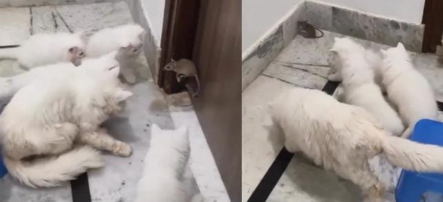 रजिया गुंडों में फंस गई... बिल्लियों के झुंड में फंस गया चूहा, फिर हुई ऐसी हालात, VIDEO देखते ही निकल गई हंसी