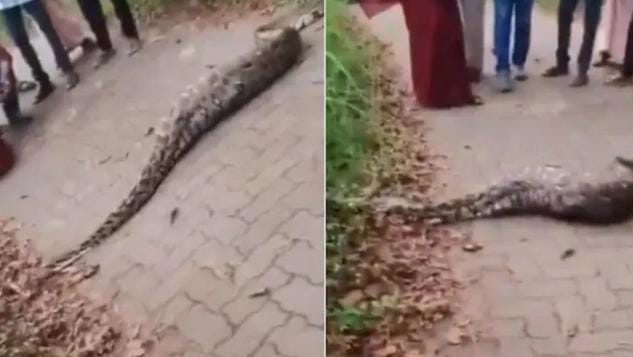 हिरन को निगलने के बाद अजगर की हुई ऐसी हालत की हैरान रह गए लोग, आप भी देखिए-VIDEO