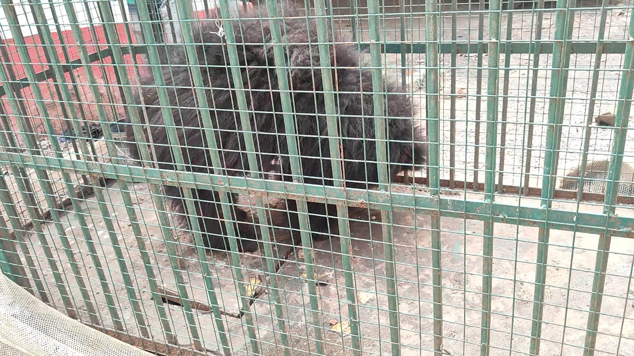 साहिबगंज के पतना में वन विभाग की बड़ी कार्रवाई , अवैध रूप से बंधक बनाये गए भालू का रेस्क्यू