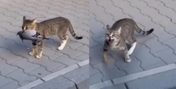 अरे बिल्ली मौसी तो खिसिया गई...हाथ से छूटा शिकार तो कार वाले पर भड़क गई बिल्ली, देखिए मजेदार VIDEO