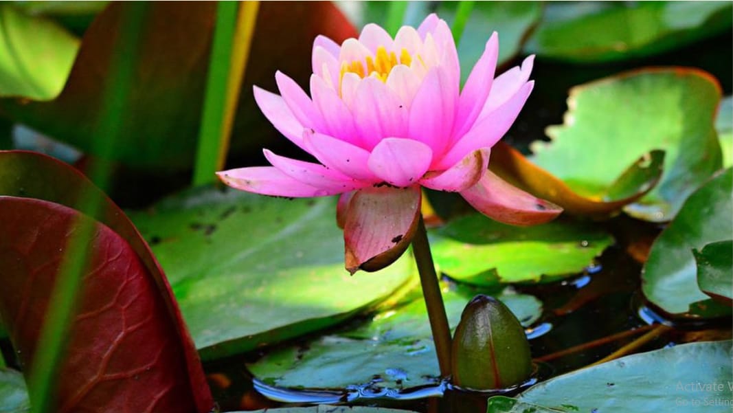 कमल का फूल क्यों है औषधीय गुणों से भरपूर? अनिद्रा और ब्लड प्रेशर में ऐसे करता है मदद