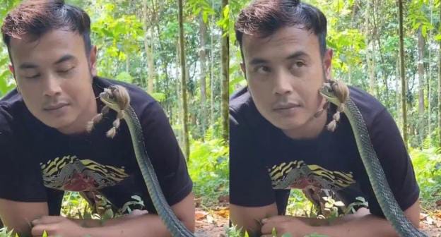 मौत को छूकर टक से वापस... कुंडली मारकर बैठा था नाग तभी बंदे ने ले ली उसकी चुम्मी,  फिर जो हुआ देखिए-VIDEO