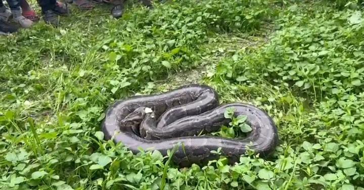 OMG! खेत में कुंडली मारकर बैठा था विशालकाय अजगर, ग्रामीणों की पड़ी नजर तो देखिए क्या हुआ