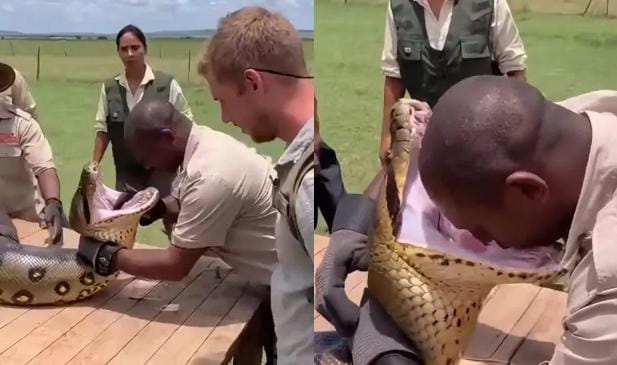मौत से खिलवाड़! एनाकोंडा के मुंह में सिर डालकर स्टंट कर रहा था युवक, तभी हुआ कुछ ऐसा कि बदल गया सारा मंजर, देखिए-VIDEO