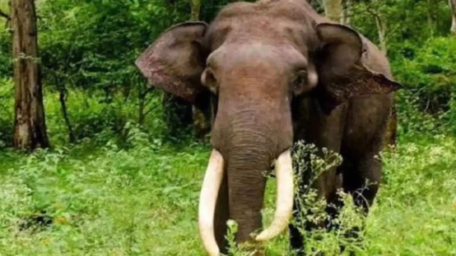 पश्चिम सिंहभूम में हाथियों का कहर: 5 की मौत से आदिवासी गांवों में दहशत, फिर भी प्रशासन बेखबर