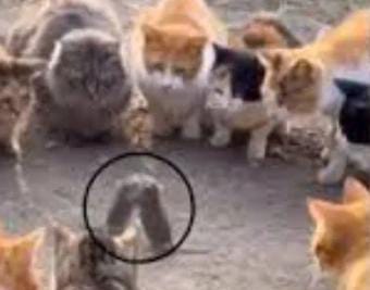 एक दूसरे पर लात घुस्सा बरसाते रहे चूहे और दूर खड़ी तामाशा देखती रही बिल्लियां, जंगल का दंगल देख निकली लोगो की हंसी देखिए-VIDEO