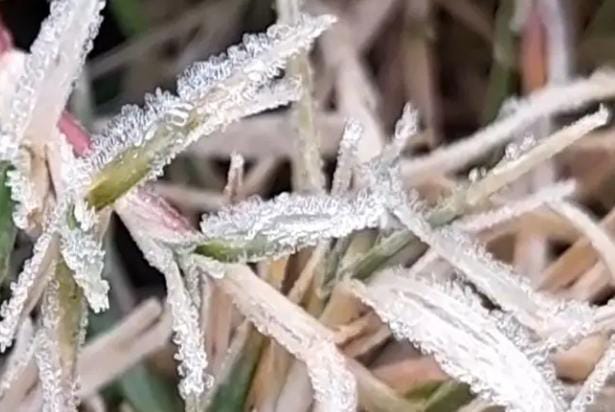 Weather Alert: माइनस 1.5 पहुंचा मैक्लूसकीगंज का पारा, घरों में कैद हुए लोग, रांची में दिख रहा कश्मीर जैसा नजारा
