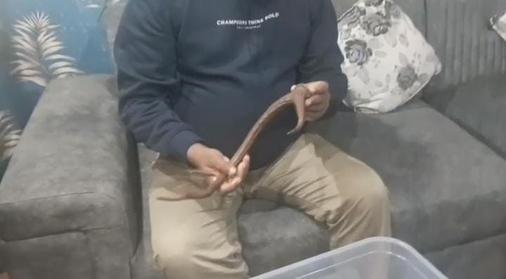 जमशेदपुर में वन विभाग की बड़ी कार्रवाई, छापेमारी कर हिरण का सींग, मोर का पंख के साथ तीन तस्कर गिरफ्तार