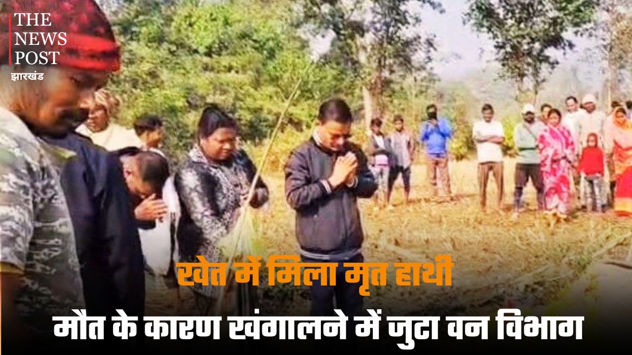 खेत में मिला मृत हाथी, मौत का कारण खंगालने में जुटा वन विभाग