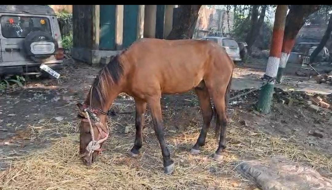 ये लीजिए बिहार में कुछ भी हो सकता है! अब शराब तस्करी मामले में घोड़ा गिरफ्तार, 29 लीटर विदेशी शराब बरामद