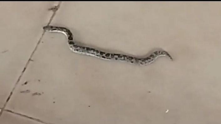 गोड्डा डाकघर में पार्सल से निकला सांप !  मची अफरा-तफरी